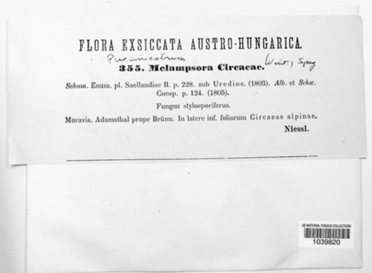 Pucciniastrum circaeae image